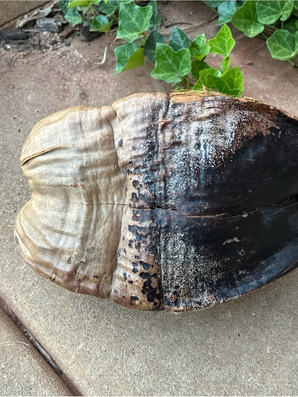 Natural Coconut Shell - Dark Brown/Black Natural Cabinet of Curiosities - Picture 3 of 12